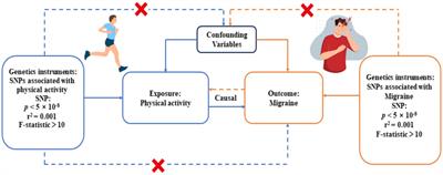 Exploring the genetic causal relationship between physical activity and migraine in European population based on Mendelian randomization analysis